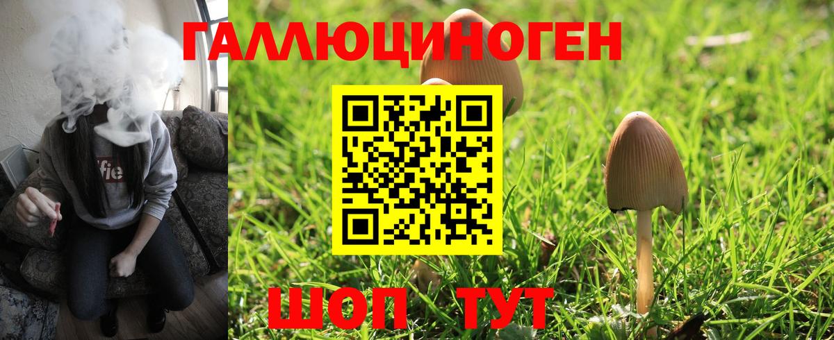Псилоцибиновые грибы Psilocybine cubensis Будённовск