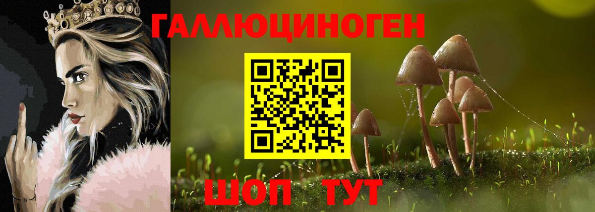 Будённовск  Галлюциногенные грибы Cubensis  Вход с VPN 
